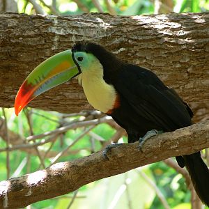 Keel Bill Toucan at Terra Natura, 03/08/14