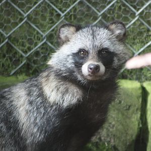 La, la, la, la, oo-ar, oo-ar, aargh; I am so very excited; 13th August 2014