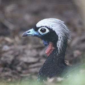 Black-fronted Piping-guan (Pipile jacutinga) July 2010