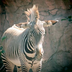 Grevy's Zebra