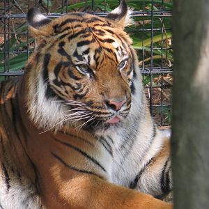 Sumatran Tiger