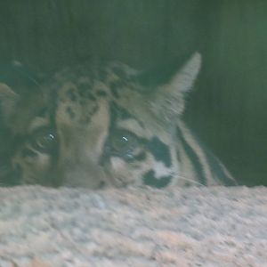 Clouded Leopard
