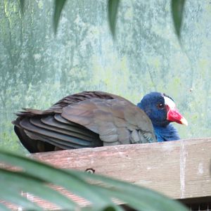 Purple Gallinule