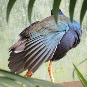 Purple Gallinule