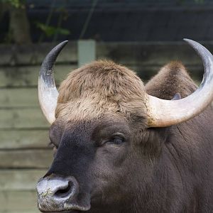 Gaur
