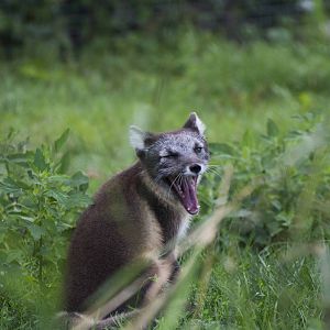 Arctic Fox yawning