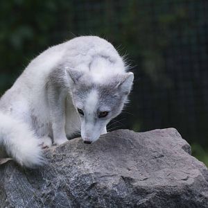 Arctic Fox