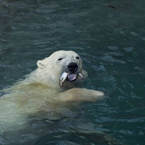 Polar Bear Feeding