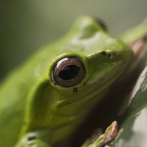 Chinese Gliding Frog