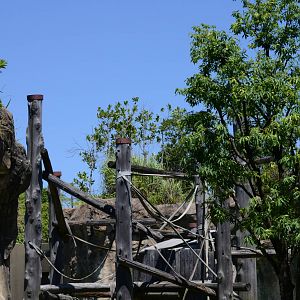 Bornean orang-utan exhibit
