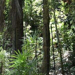 Sumatran tiger exhibit