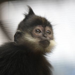 Francois langur
