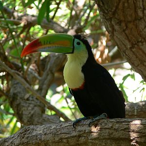 Keel Billed Toucan at Terra Natura, 03/08/14
