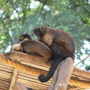 Guianan Brown Capuchin at Terra Natura, 03/08/14