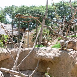Capuchin Island at Terra Natura, 03/08/14