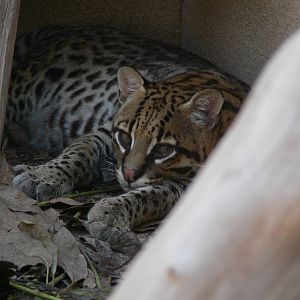 Ocelot at Terra Natura, 03/08/14