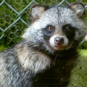 La, la, la, la, oo-ar, oo-ar, aargh; I am so very excited; 13th August 2014