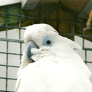 Blue-eyed Cockatoo, 8th September 2009