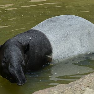 Malayan tapir