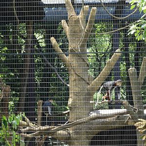 Red-shanked douc langur enclosure