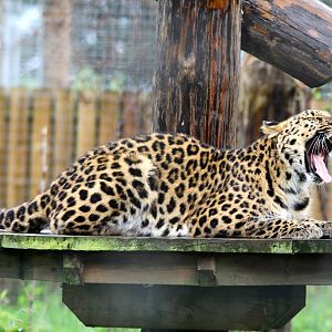 Freya the Amur Leopard 14-8-14