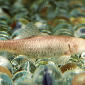 Omani blind cave fish (1991)