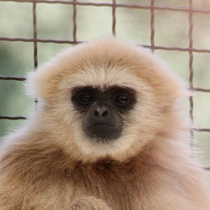 White-handed gibbon
