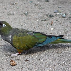 Patagonian conure