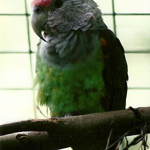 Brown-necked Parrot, 7th September 2010