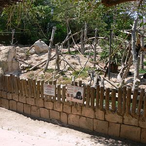 Capuchin Island at Terra Natura, 03/08/14