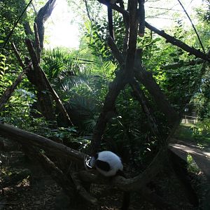 Black and white ruffed lemurs