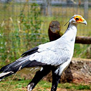 SECRETARY BIRD