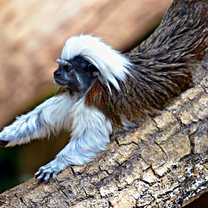 COTTON TOP TAMARIN