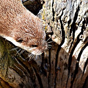 ASIAN SHORT CLAWED OTTER