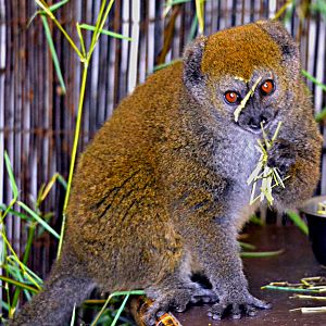 Golden bamboo lemur