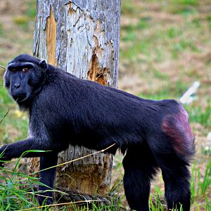 CRESTED BLACK MACAQUE