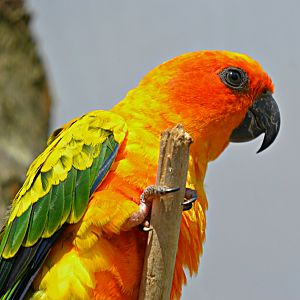 SUN PARAKEET