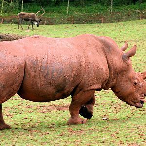 White rhinoceros with reindeer; South Lakes; 27th July 2014