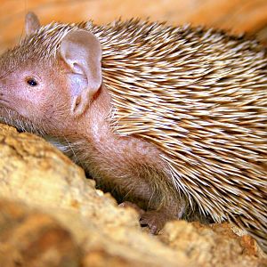 Lesser hedgehog tenrec; Lakeland Wildlife Oasis; 27th July 2014