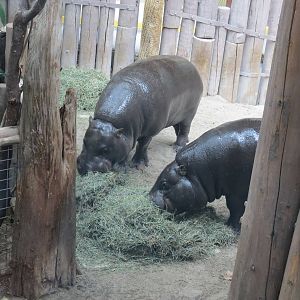 Pygmy Hippo