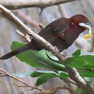 Silver-beaked Tanager M