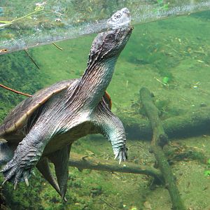 Snapping Turtle