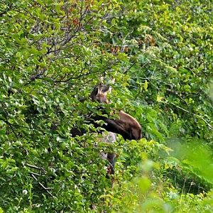 Moose - Alaska
