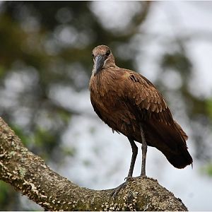 Hamerkop