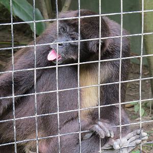 What kind of spider monkey is it?