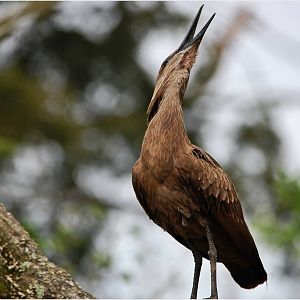 Hamerkop