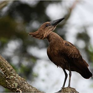 Hamerkop