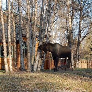 Moose - Alaska