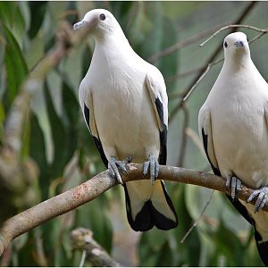 Pied Imperial Pigeons