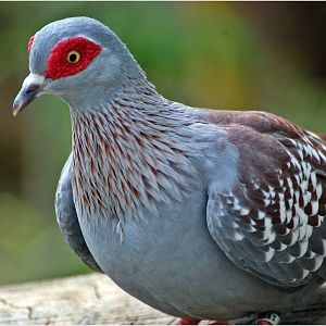 Speckled Pigeon